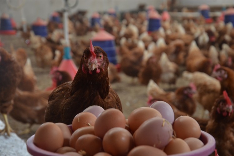 Tavuk yumurtası üretimi azaldı