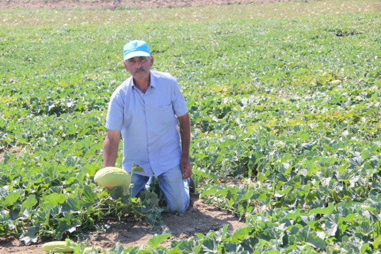 Selimpaşa Festivale Hazır