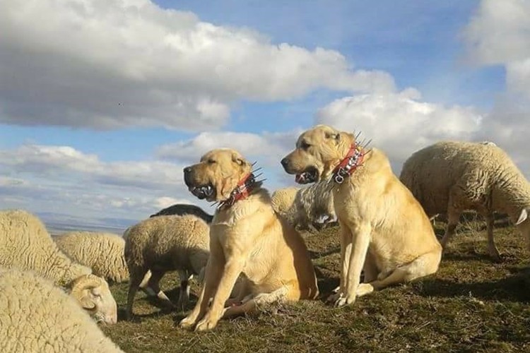 İtalya'da kurt saldırılarına karşı Sivas Kangal alımı çağrısı