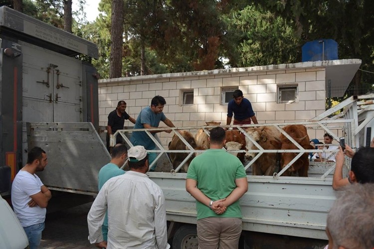 Altınözü'nde Genç Çiftçilere Hayvan Dağıtımı Yapıldı