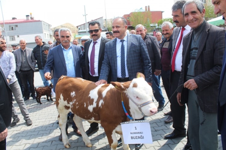 Tuzluca İlçesinde 2. Buzağı, Kuzu Ve Oğlak Güzellik Yarışması Yapıldı