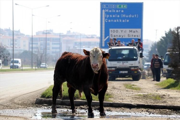 Mezbahaneden kaçan boğa trafiği birbirine kattı