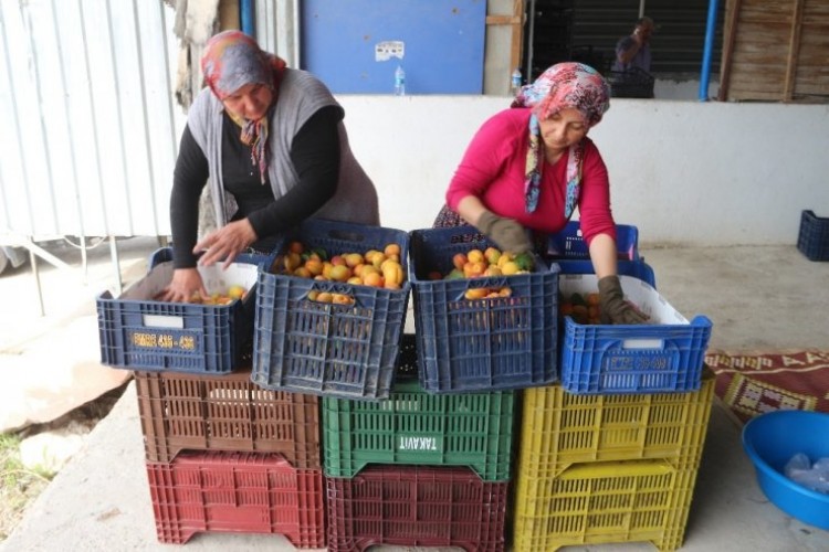 Mersin’de sofralık kayısı hasadı başladı