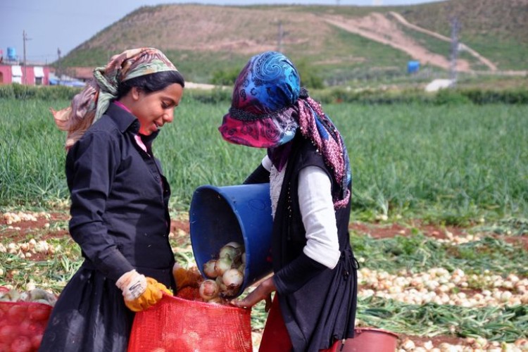 Kuru soğan tarlada kilosu 1,5 liradan satılıyor