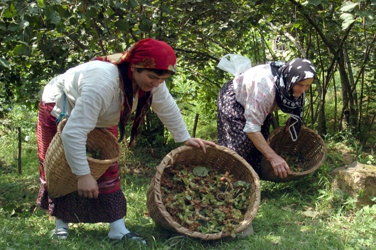 Bayraktar: Fındıkta Rekolte Düşük, Fiyatlar Yükselecek