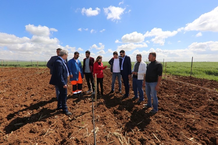 Mardin Büyükşehir Desteğiyle %90 Hibeli Çilek Üretimi Yapılacak