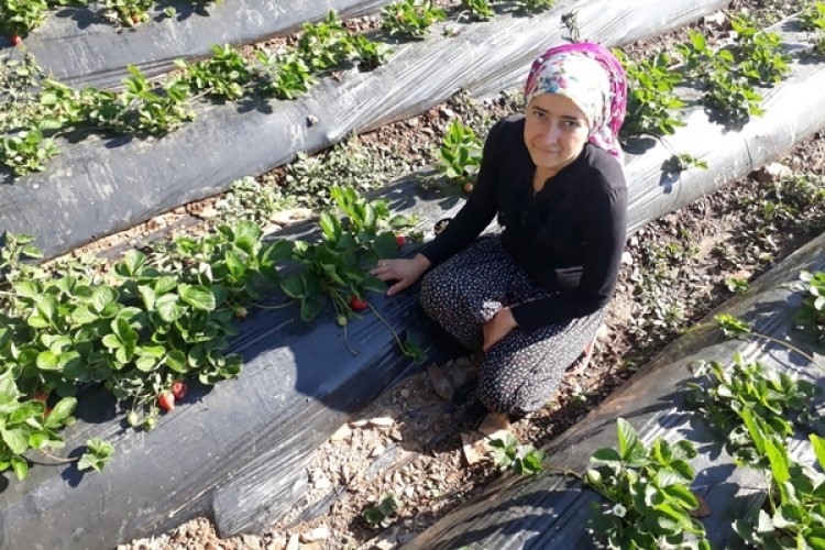 Çiftçi Kayıt Sistemine Kayıtlı Üretici Sayısı Açıklandı