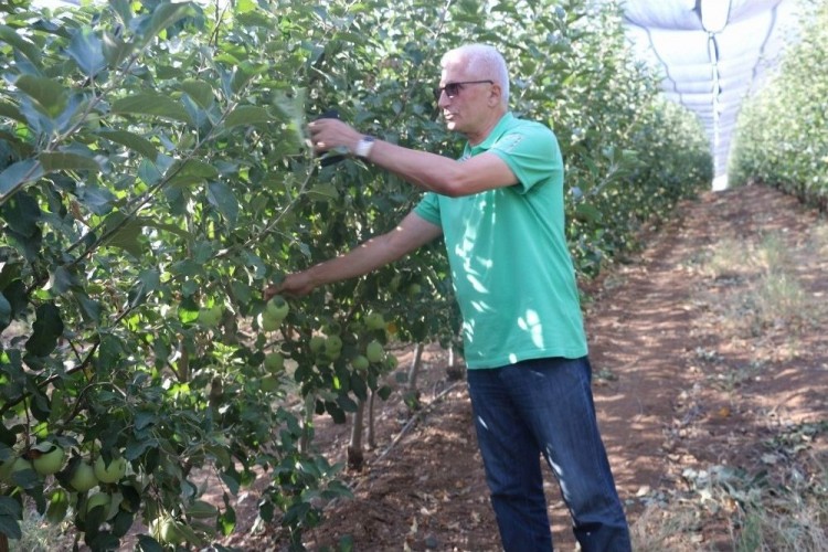 Siirt'ten Dünyaya Elma İhracatı