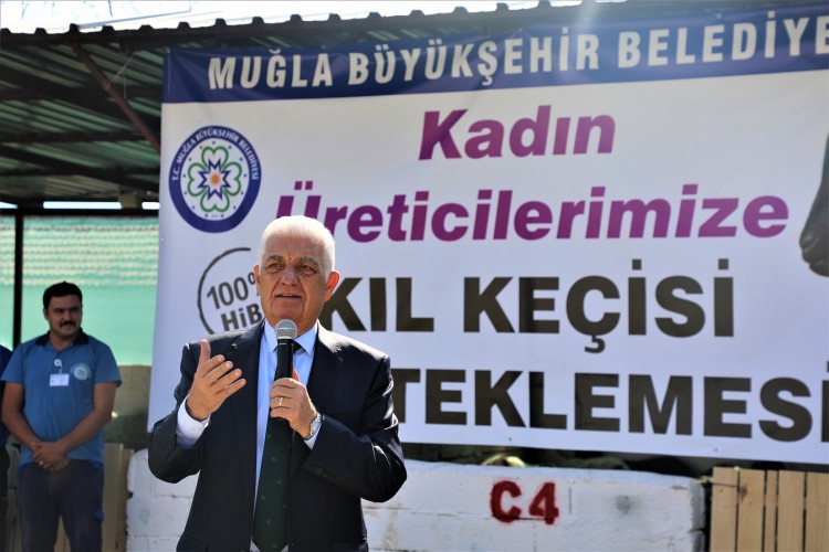 Büyükşehirden Kadın Üreticilere “Kıl Keçisi” Desteği