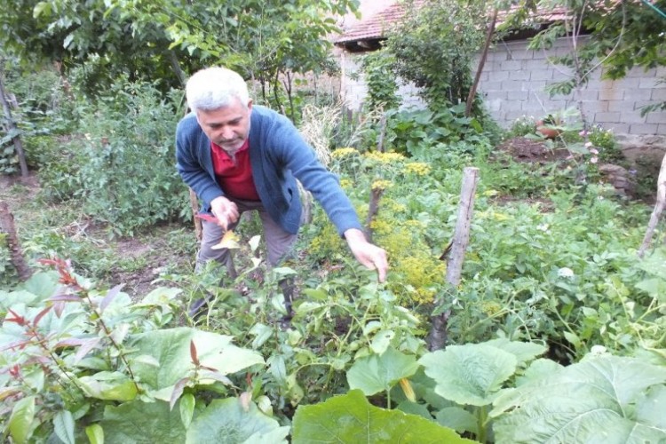 Patatese Niyetlendiler, Domates Hasat Edecekler