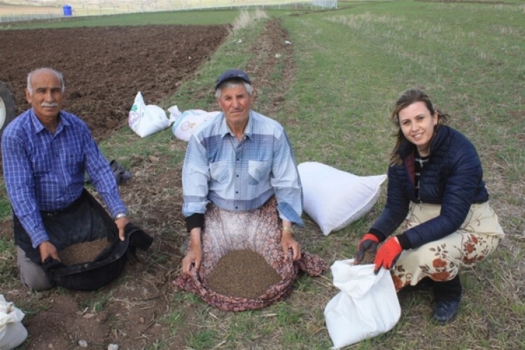 Yozgat'ta Karabuğday Demonstrasyon Ekimi Yapıldı