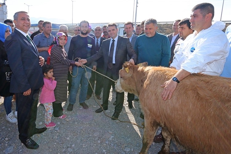 Genç Çiftçilere 115 Büyükbaş Hayvan Dağıtıldı