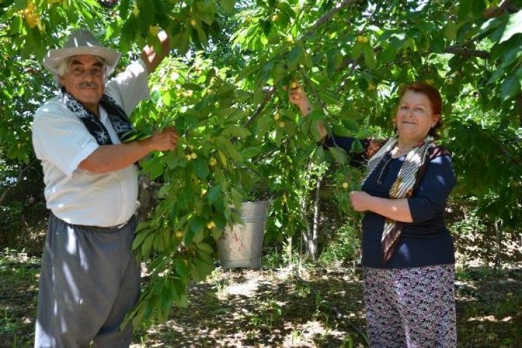 Konya'daki Beyaz Kiraz Üreticileri, 2 Lira Alım Fiyatına Tepkili