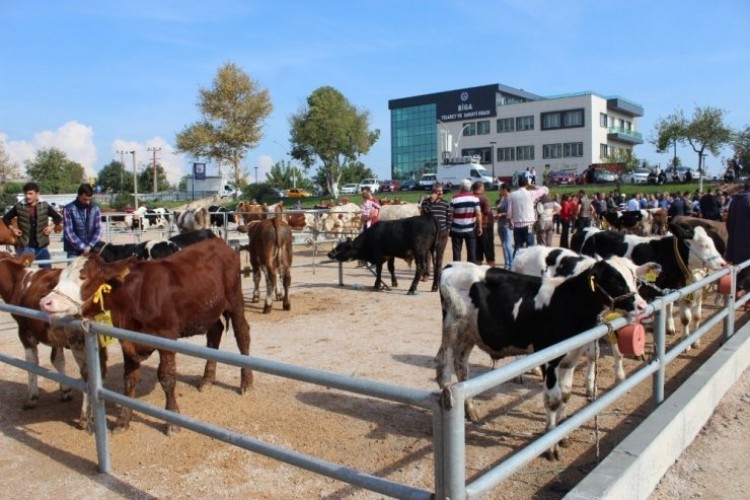 Biga 5. Sığır Güzellik Yarışması yapıldı