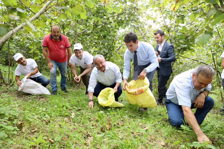 Büyükşehir Belediyesinden Fındık İşçisi İhtiyacını Karşılayacak Proje