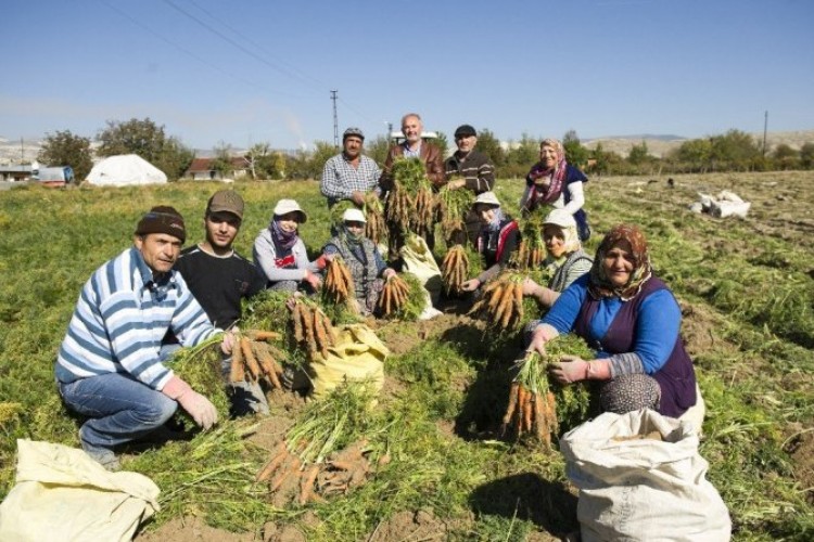 Başkentte, 4 bin Suriyeli havuç söküyor