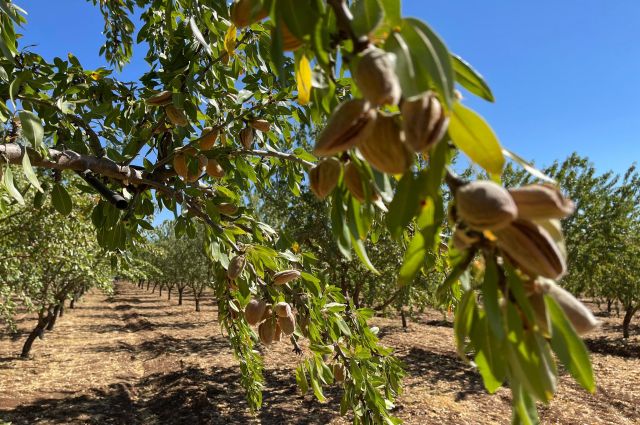 Tarım ve Ekonomide Sürdürülebilirlik: Yetersiz Bütçenin Gölgesinde Tercihler