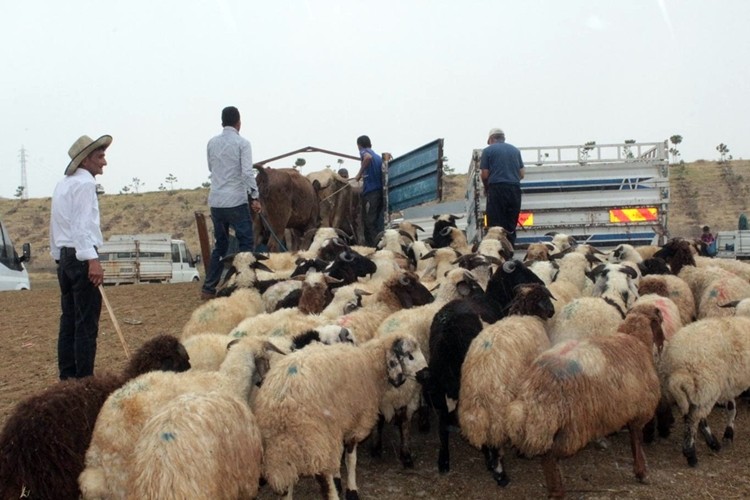 Trakya’ ya Kurbanlık Hayvan Sevk Edeceklerin Dikkatine