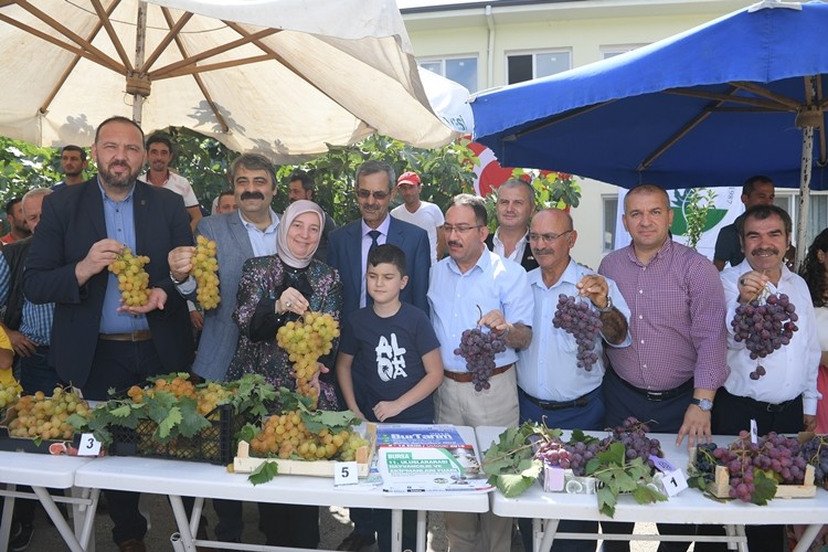 Karabalçık Üzüm Festivali’nde Bursa’nın En İyi Üzümleri Seçildi