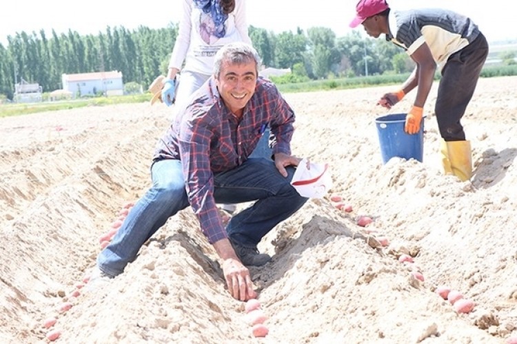 Kuraklığa Dayanıklı Yerli Patates Çeşidi Geliştirildi