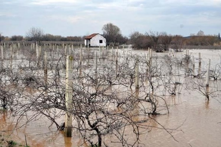 Gediz Nehri'ndeki Taşkında Tarım Arazileri Göle Döndü