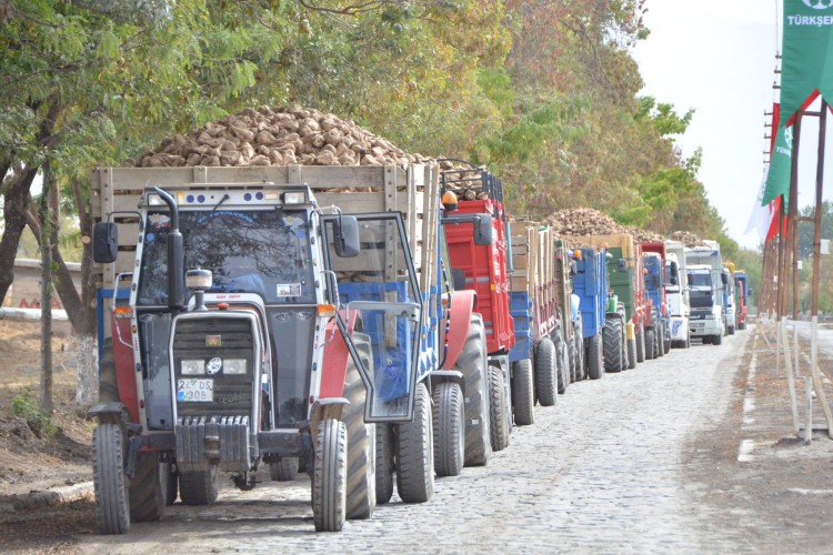 Şeker Pancarı Üretiminde Yüzde 11,4 Artış Bekleniyor