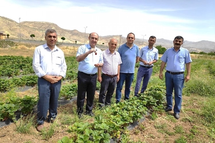 Kale İlçesinde 'Çilekle Mutlu Yüzler Yayım Projesi'