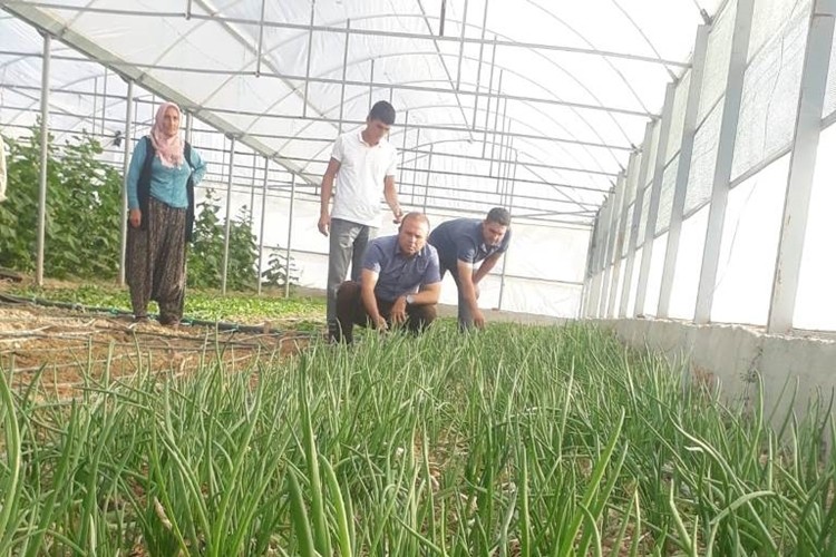 Aksaray’da Plastik Örtülü Seralarda 2. Ürün Hasadı Başladı