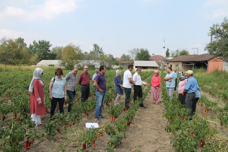 Düzce’de Kapya Biber Tarla Günü Etkinliği Düzenlendi