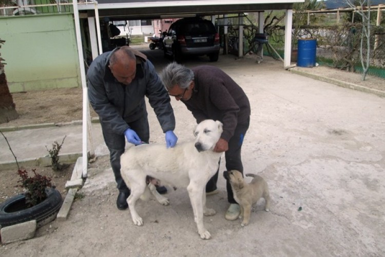 Urla’da Kuduz Aşılama Kampanyası Devam Ediyor