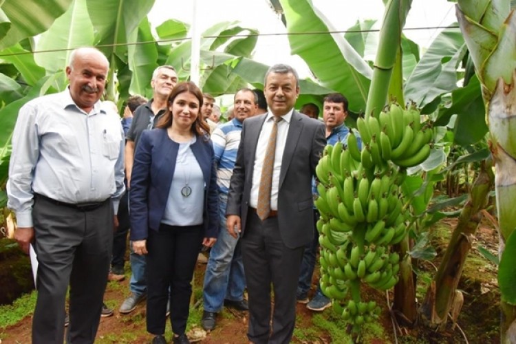 Antalya’da Muz Üretimi Gelişiyor