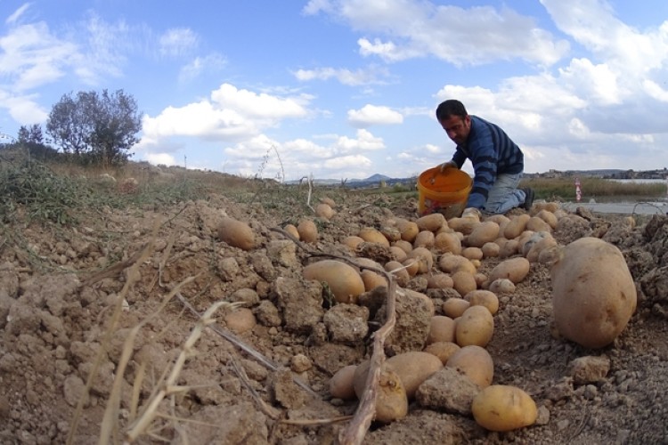 Patates Ekiminin Yasaklandığı İddiası Doğru Değil