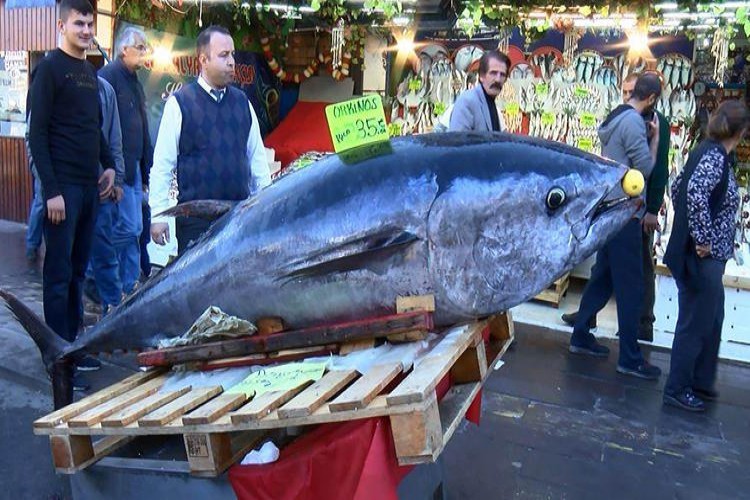 Tekneye çıkarılamayınca sürükleyerek kıyıya getirildi... 290 kilo