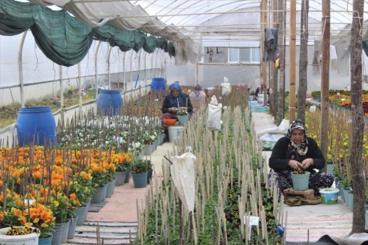 Bu Köyün Annelerinin Yetiştirdiği Çiçek Tohumları Para Basıyor, Dünyaya İhraç Oluyor