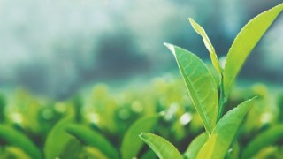 Çay Tarımında Ekolojik ve Ekonomik Kriz: Çiftçi-Sen’den Kapsamlı Çözüm Önerileri