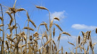 Çiftçilerimiz buğday fiyatlarına çok tepki gösteriyor