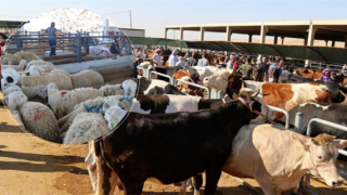 Kurban Pazarlarında Satılamayan Kurbanlıklar ESK Tarafından Satın Alınacak