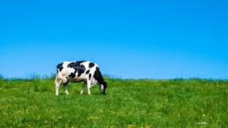 TÜSEDAD’dan Mayıs Ayı Çiğ Süt Maliyet Raporu