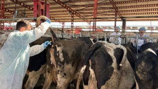 Akhisar'da Hastalıktan Arî Sığır İşletmeleri İçin Numune Alımı Gerçekleştirildi