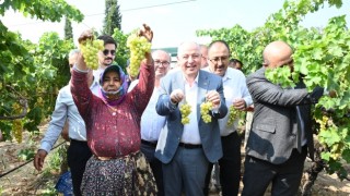 Denizli’de Üzüm Hasadı Başladı