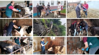 Giresun’da Hayvan Hastalıkları ile Mücadele Programı Kapsamında 269 Bin 614 Hayvan Aşılandı