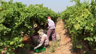 Sultani çekirdeksiz sofralık üzümde 100 milyon dolar ihracat hedefleniyor