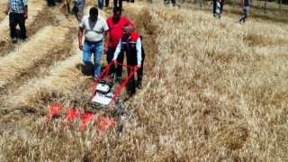 Yakakent’te Kavılca Buğdayı Hasadı ve Hasat Makinesi Dağıtımı Gerçekleştirildi