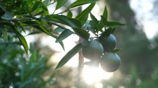 Bodrum’da Yeşil Mandalin Hasadı