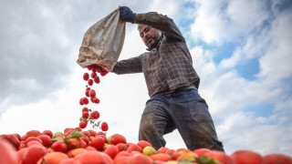 Çiftçilerimiz bin bir emekle ürettiği ürününü pazarlayamıyor