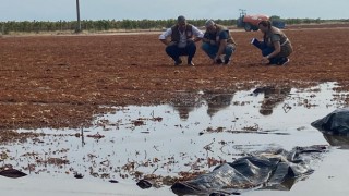 Akhisar'da Şiddetli Yağış Tarım Ürünlerine Zarar Verdi