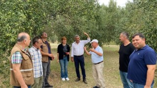 Akhisar’da Zeytin Rekolte Tespit Komisyonu Çalışmalarına Başladı