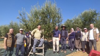 Akhisarlıların Tatlı Telaşı Zeytin Hasadı Başladı