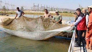 Şanlıurfa’nın Balık Üretimi Fırat Havzası’nın Endemik Türleri Öne Çıkıyor