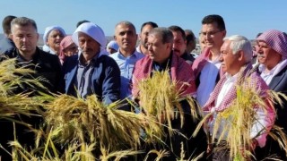 Şanlıurfa’da Karacadağ Çeltiği Hasadı Başladı: İl Müdürü Mehmet Aksoy’dan sorularımıza cevaplar